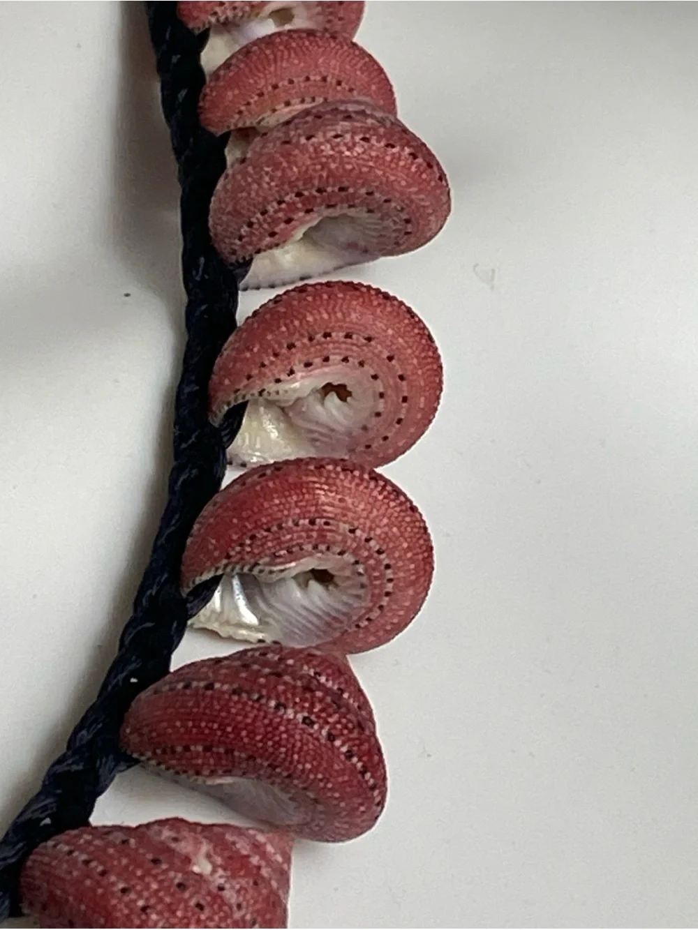 Strawberry top shell shells Cord Necklace 21”